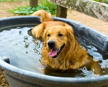Dogs in Pool